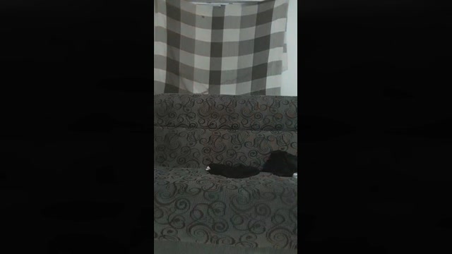 Saradao1996  23-06-2022